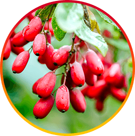 Berberine