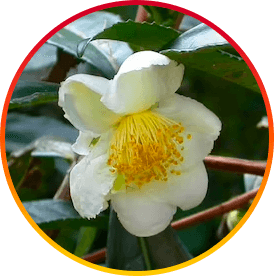 Camellia Sinensis
